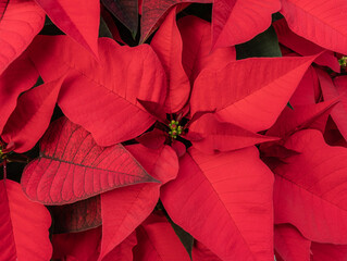 Beautiful Red Poinsettia blooming in time for the holiday season