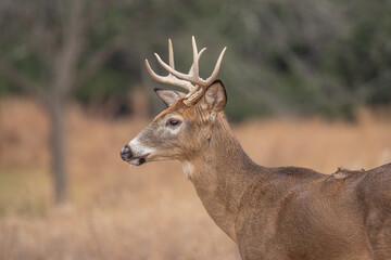 White-tailed Deer Buck in Autumn