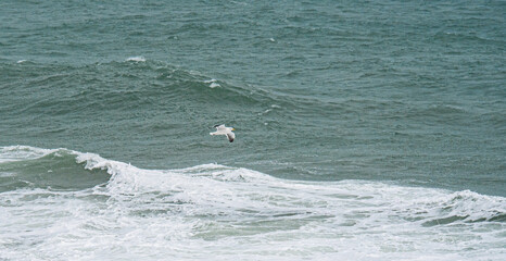Fototapeta premium Seagull flying over ocean new zealand overcast day