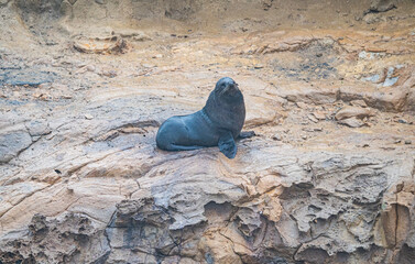 Seal sea lion sitting on rocks by the ocean new zealand rough sea waves