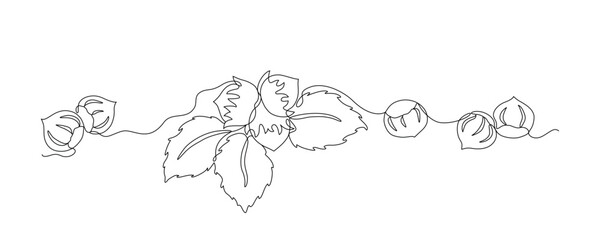 Hazelnuts with leaves drawn in continuous line in minimalism style, nut kernels, hazelnut fruits, in one line, editable vector contour