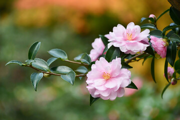 Obraz premium サザンカ