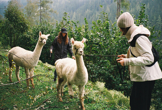 Girlfriends walking with alpacas in the mountains