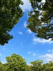 Fototapeta premium trees and sky