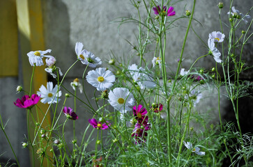 The wind blows the flowers of Cosmos diversifolius Otto ex Otto and Cosmos crithmifolius kunth with...