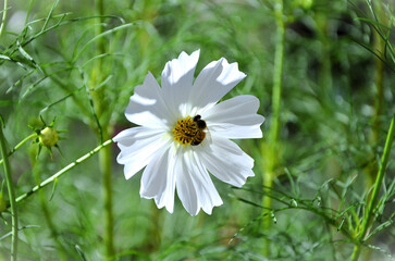 In the beautiful white flowers of Cosmos diversifolius Otto ex Otto with the African honeybee (Apis...