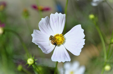In the beautiful white flowers of Cosmos diversifolius Otto ex Otto with the African honeybee (Apis...