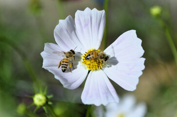 Obraz premium In the beautiful white flowers of Cosmos diversifolius Otto ex Otto with the African honeybee (Apis mellifera scutellata) collecting its pollen