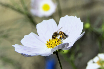 In the beautiful white flowers of Cosmos diversifolius Otto ex Otto with the African honeybee (Apis...