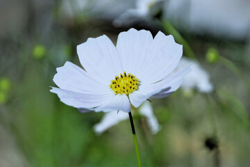The beautiful white flowers of Cosmos diversifolius Otto ex Otto in the backyard