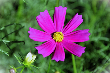 Obraz premium Pink Cosmos crithmifolius kunth flower in the backyard on a sunny day