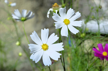 The beautiful white flowers of Cosmos diversifolius Otto ex Otto in the backyard