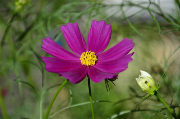 Fototapeta premium Pink Cosmos crithmifolius kunth flower in the backyard on a sunny day
