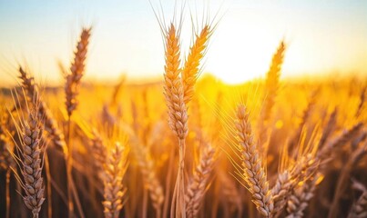 Fototapeta premium Golden wheat fields illuminated by sunset, showcasing nature's bounty.