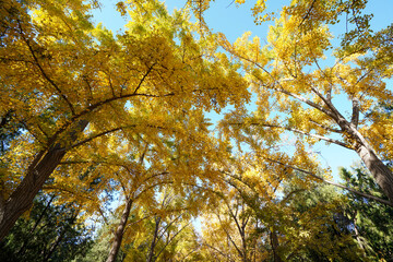 Golden Ginkgo Leaves in Beijing Ditan Park