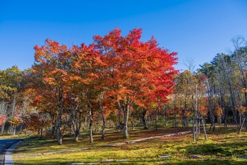Naklejka premium 青空バックに見る光を浴びて輝くカラフルなモミジの紅葉情景
