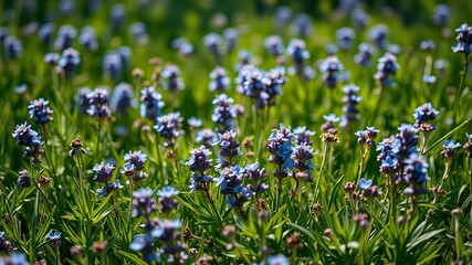 Blue Flowers Thyme Meadow - Lush Green Landscape, Bright Colors, High-Resolution Photo