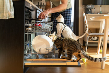 Man Using Dishwasher
