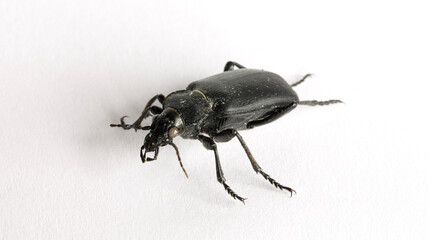 Carabus bessarabicus is a species of ground beetle from family Carabidae.
