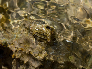 Tetraclita squamosa - Thatched barnacle. Balanus (Balanomorpha) is a genus of barnacles in the family Balanidae of the subphylum Crustacea.