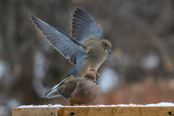 Mourning Doves Feeding and Spreading Wings after the First Autumn Snow