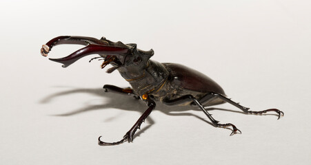 Lucanus cervus is the best-known species of stag beetle (family Lucanidae) in Western Europe....
