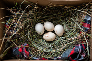 Free-range chicken eggs in the laying area