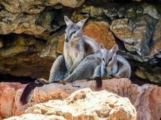 Black-flanked Rock Wallaby (Petrogale lateralis) in Australia