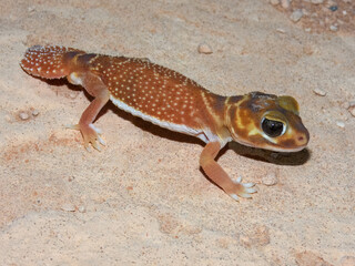 Common Knob-tailed Gecko (Nephrurus levis) in Australia