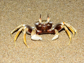 Horn-eyed Ghost Crab (Ocypode ceratophthalmus) in Australia