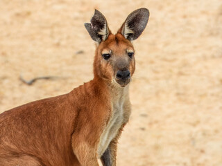 Red Kangaroo (Osphranter rufus) in Australia © Imogen
