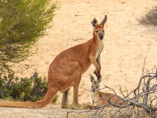 Red Kangaroo (Osphranter rufus) in Australia © Imogen