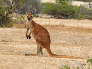 Gordijnen Red Kangaroo (Osphranter rufus) in Australia © Imogen