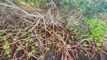 Red Mangrove Plants in Western Australia