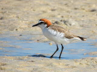 Red-capped Plover (Charadrius ruficapillus) in Australia