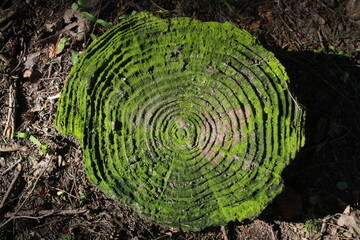 Secção tronco © Daniela