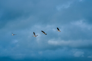Fototapeta premium Birds in sky. Bird flying above the clouds. Goose bird flying. Many birds flying on sky. Deep blue sky. Bird migration.