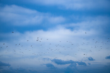 Birds in sky. Many birds flying on sky. Bird flying above the clouds. Deep blue sky. Bird migration.
