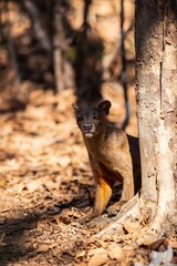 Fossa in Natural Habitat Among Dry Leaves and Trees, Kirindy Mitea National Park, Madagascar