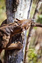 Fossa Climbing Tree in Natural Habitat, Kirindy Mitea National Park, Madagascar