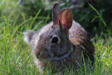 adorable wild cottontail bunny rabbit in the grass nature photo background