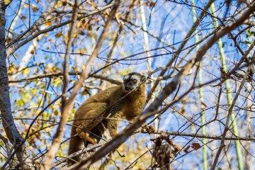 Curious Brown Lemur Climbing in Kirindy Forest of Madagascar