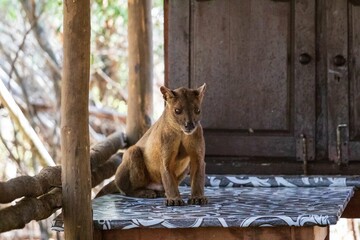 Curious Young Fossa Visits Human Space in Kirindy Campsite, Madagascar