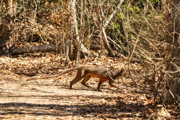 Fossa in Natural Habitat Among Dry Leaves and Trees, Kirindy Mitea National Park, Madagascar