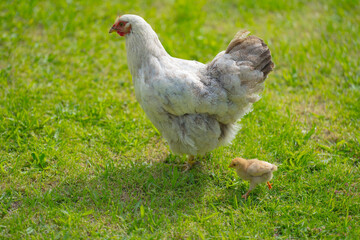 Chicken hen at farm. Farming. Farmland. Chicken with chicks. Livestock countryside animals. Poultry dairy farm. Livestock.