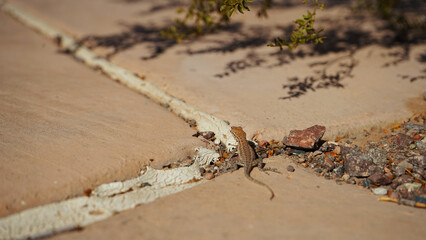 Amazing red rock formation on Red Stone trailhead in Lake Mead Nevada