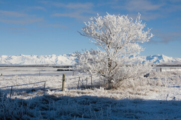 Hoarfrost Mackenzie Basin, Winter, New Zealand