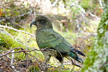 Fototapeta premium New Zealand Kea Bush Parrot
