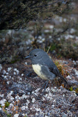 New Zealand Bush Robin Bird