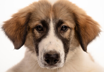 Cute dog with sad face. Sad dog looking at camera. Puppy dog with fluffy fur. Cute puppy dog. Puppy...